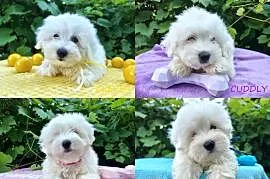 Piesek lub suczka rasy Coton De Tulear Kraków