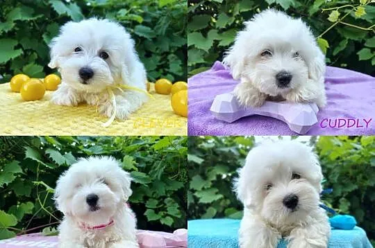 Piesek lub suczka rasy Coton De Tulear Kraków