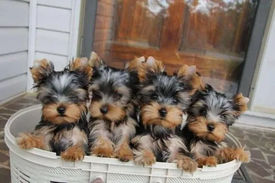 Psy i szczenięta Yorkshire Terrier dostępne do odbioru., Śląskie, Zabrze