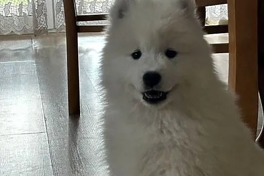 Śliczny piesek Samoyed, Łódzkie, Pabianice