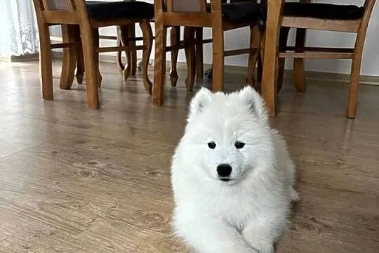 Śliczny piesek Samoyed, Łódzkie, Pabianice