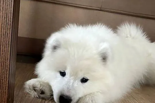 Śliczny piesek Samoyed, Łódzkie, Pabianice