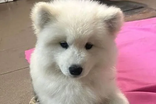 Śliczny piesek Samoyed, Łódzkie, Pabianice