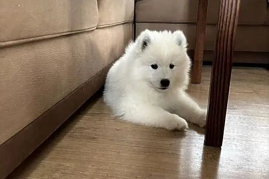 Śliczny piesek Samoyed, Łódzkie, Pabianice