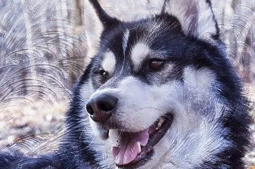 Oskar - uroczy psiak w typie husky do adopcji!,  ś
