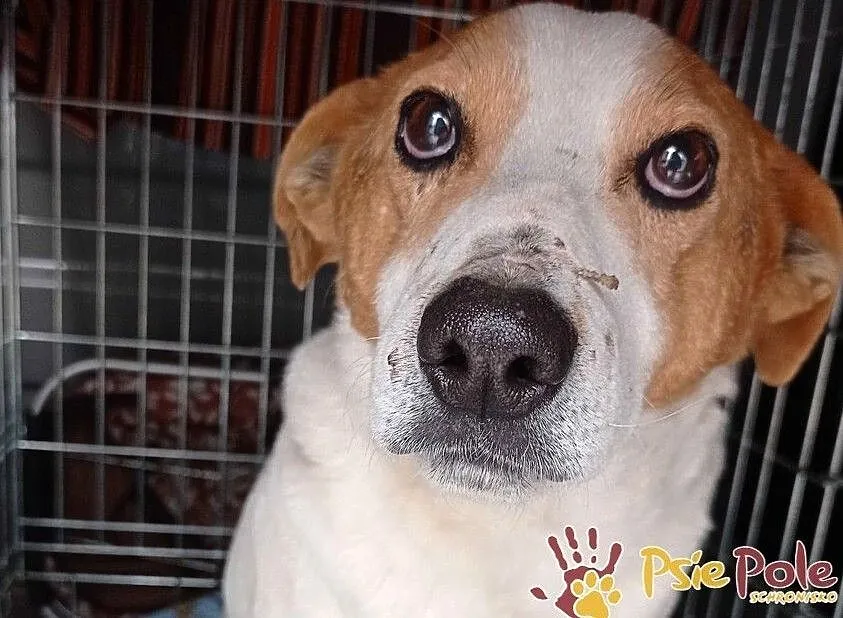 SZRON-pogodny, grzeczny, biały psiak z rudą głową szuka dobrego domu, adopcja, Małopolskie, Kraków