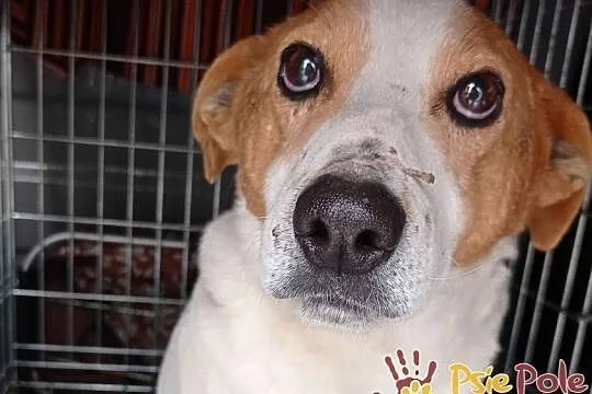 SZRON-pogodny, grzeczny, biały psiak z rudą głową szuka dobrego domu, adopcja, Małopolskie, Kraków