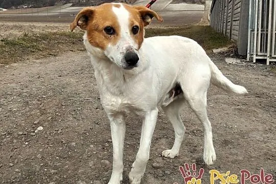 SZRON-pogodny, grzeczny, biały psiak z rudą głową szuka dobrego domu, adopcja, Małopolskie, Kraków