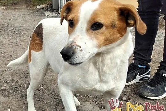 SZRON-pogodny, grzeczny, biały psiak z rudą głową szuka dobrego domu, adopcja, Małopolskie, Kraków
