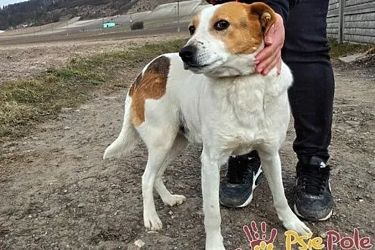 SZRON-pogodny, grzeczny, biały psiak z rudą głową szuka dobrego domu, adopcja, Małopolskie, Kraków