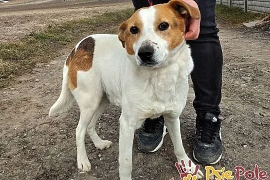 SZRON-pogodny, grzeczny, biały psiak z rudą głową szuka dobrego domu, adopcja, Małopolskie, Kraków