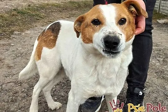 SZRON-pogodny, grzeczny, biały psiak z rudą głową szuka dobrego domu, adopcja, Małopolskie, Kraków