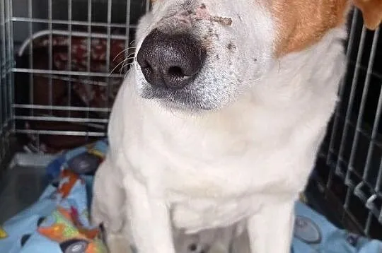 SZRON-pogodny, grzeczny, biały psiak z rudą głową szuka dobrego domu, adopcja, Małopolskie, Kraków