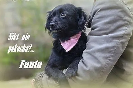 FANTA malutka, drobniutka, wesoła sunia,  małopolskie Kraków