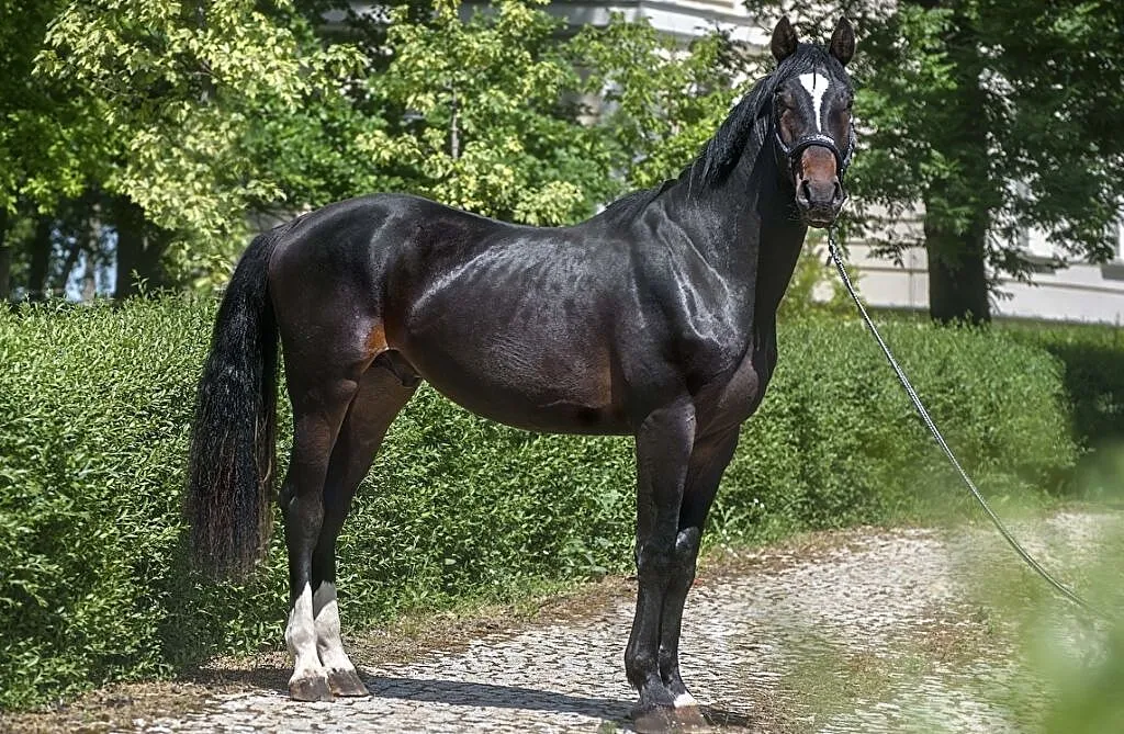 Wałach Calvino Z x Opan, ,