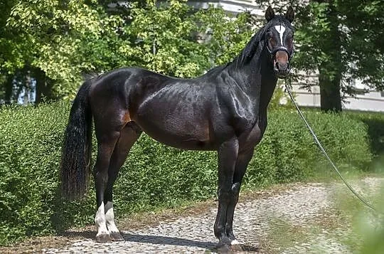Wałach Calvino Z x Opan, , 