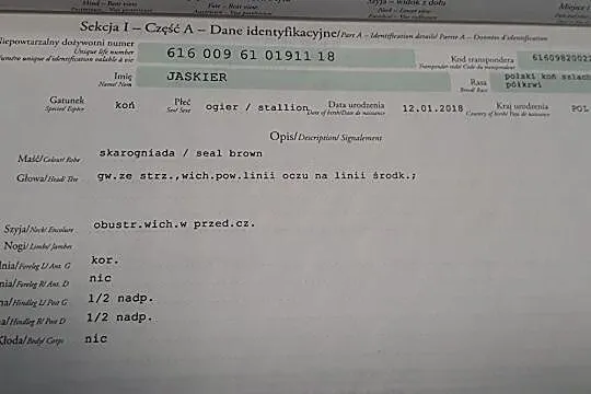 Wałach Calvino Z x Opan, , 