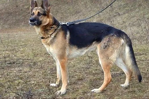 Majlo - absolutnie niepowtarzalny owczarek :),  wa