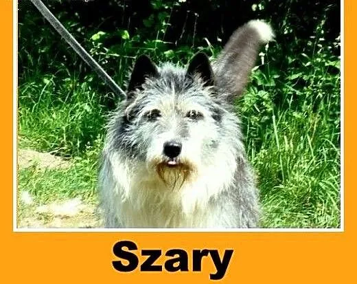 Pies stróżujący,duży 28kg,młody 2 lata Szary -adop