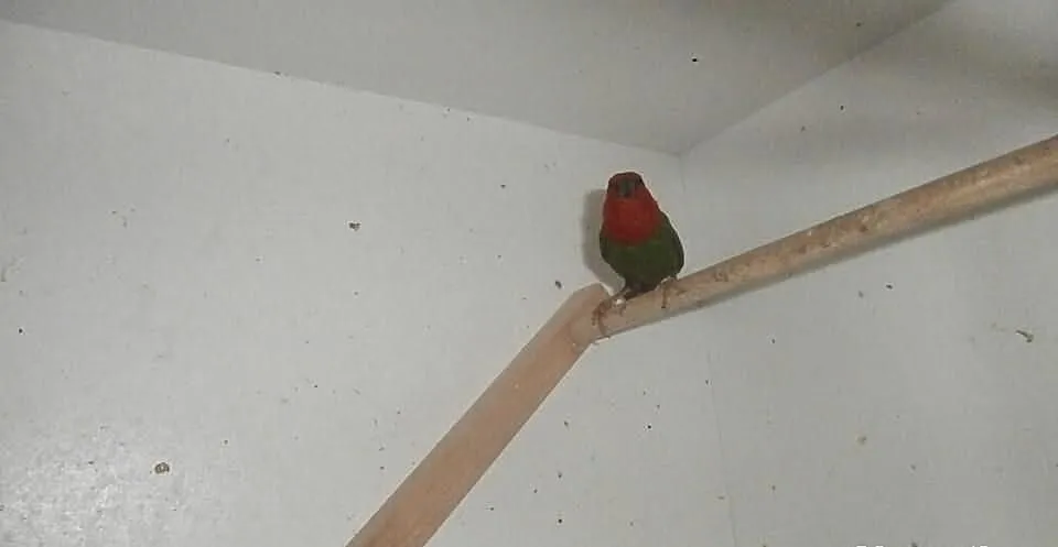 Papuzik czerwonoglowy zamiana