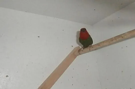 Papuzik czerwonoglowy zamiana