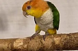 Barwinka bialobrzucha