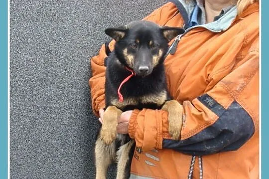 Przytulaśny,nieduży psiak SUPEŁEK, kontaktowy,weso