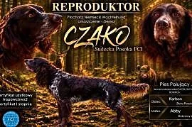 Reproduktor płochacz niemiecki wachtelhund