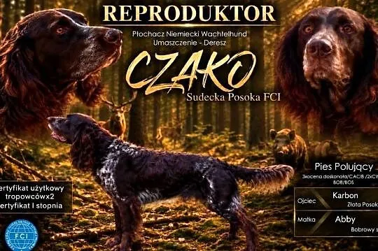 Reproduktor płochacz niemiecki wachtelhund