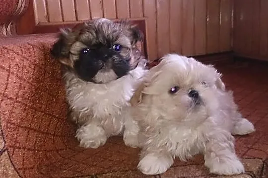 Szczeniaki Shih Tzu 6 tygodniowe 2 pieski