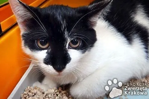 Przepiękne kociaki do adopcji,  małopolskie Kraków