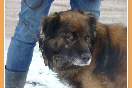 Długowłosy, średni 15 kg piesek VIKO,kontaktowy, przyjazny_Adopcja_
