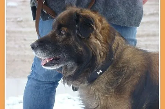 Długowłosy, średni 15 kg piesek VIKO,kontaktowy, p