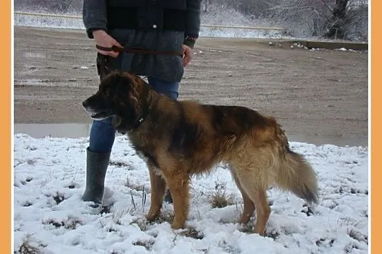 Długowłosy, średni 15 kg piesek VIKO,kontaktowy, p