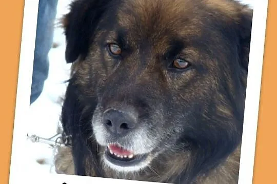 Długowłosy, średni 15 kg piesek VIKO,kontaktowy, p