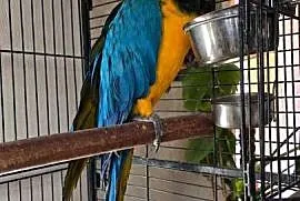 Ara Ararauna