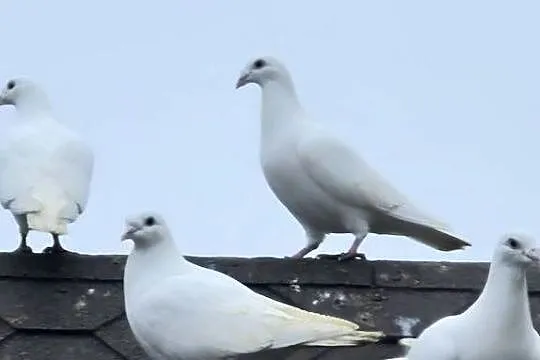 Gołębie białe pocztowe, Mazowieckie, Węgra
