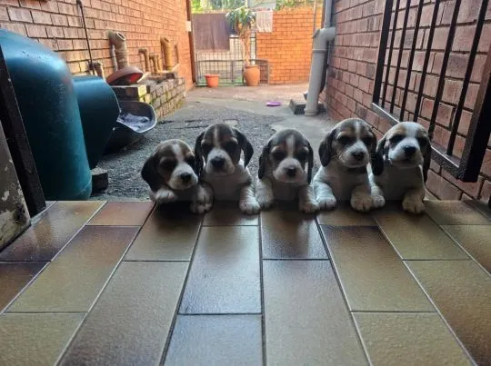 Piękne szczenięta Beagle gotowe na nowy, stały dom