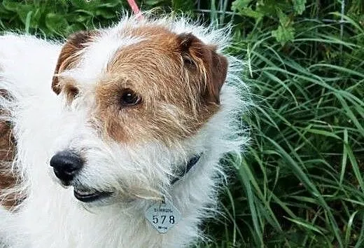 Foksterier Łatek do adopcji, dolnośląskie Wrocław