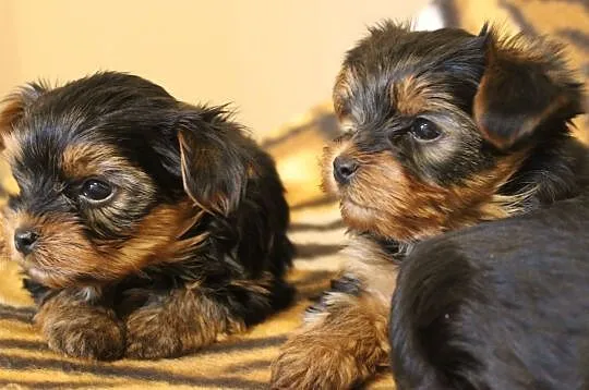 Yorkshire terrier szczeniaki, Lublin