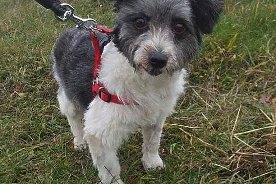 Malutki, nieśmiały Tofik szuka super domu!