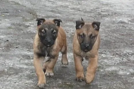 Owczarek Belgijski Malinois