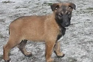 Owczarek Belgijski Malinois