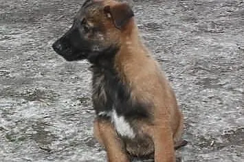 Owczarek Belgijski Malinois