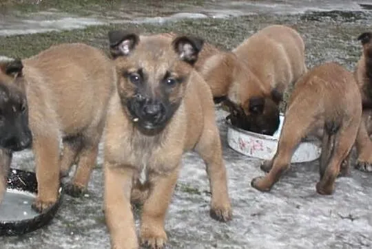 Owczarek Belgijski Malinois