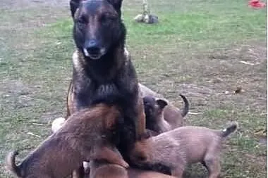 Owczarek Belgijski Malinois