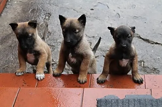 Owczarek Belgijski Malinois