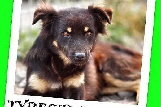 6 mies.delikatny,spokojny,łagodny,sredni 10kg piesek TYBECIK.Adopcja,  łódzkie Łódź