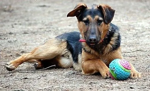 LARGO - zaszczeka dla Ciebie z wiosną radosną:),