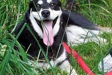 Esme - przyjacielska sunia czeka na swój nowy dom,